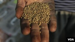 Seorang warga Mesir menunjukkan bibit fenugreek di tokonya di Kairo. Uni Eropa dan Rusia melarang impor bibit ini dari Mesir.