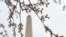 Winter Weather Washington cherry blossoms covered by ice