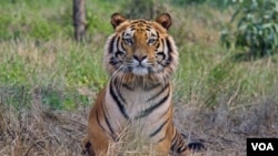 Raja, harimau Bengali berusia delapan tahun, diselamatkan di Bari Kahayar, Suaka Margasatwa Jaldapara, India, Februari 2010. (Foto: dok)