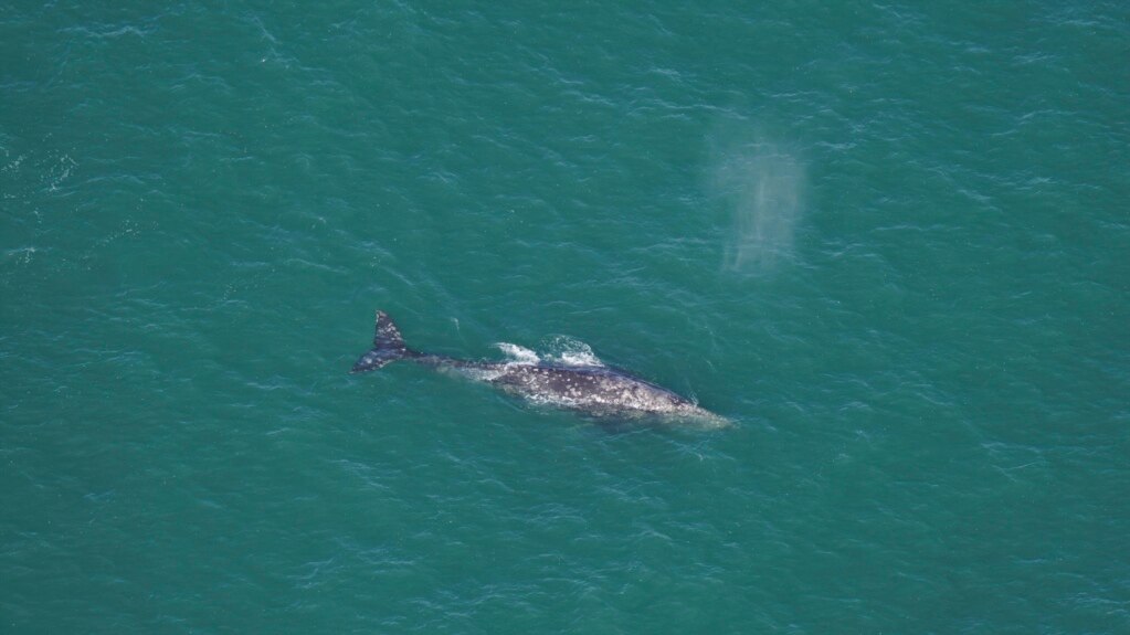 Pacific’s Gray Whale Found off Atlantic Coast