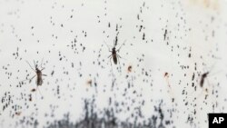 FILE - Mosquitoes lay eggs inside the World Mosquito Program's factory, in Medellin, Colombia, Thursday, Aug. 10, 2023. Scientists are breeding the mosquitoes to carry the bacteria Wolbachia, which interrupts the transmission of dengue.