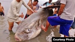 Ikan Mola Mola ditemukan oleh para nelayan terdampar di Teluk Palu. (Courtesy : BKSDA Sulawesi Tengah)