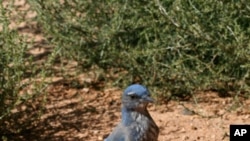 Western scrub-jays are important dispersers of piñon pine seeds. A single individual may hide thousands of seeds in scattered caches in the ground.