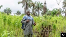 FILE Alhaji Aboubacar Kowa, imam and farming leader, poses for a photograph  successful  a atom   tract  adjacent   the Sierra Leone colony   of Fanima, Sept. 25, 2024.