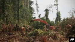 Pekerja dengan menggunakan alat berat menebang pohon di hutan Nagan Raya, provinsi Aceh untuk dijadikan perkebunan kelapa sawit (foto: ilustrasi). 