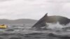 A humpback whale engulfs kayaker Adrian Simancas off Chilean Patagonia before releasing him unharmed, Feb. 8, 2025. Dell Simancas, the kayaker's father, captured the moment on camera. (Dell Simancas via AP) 