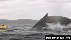 A humpback whale engulfs kayaker Adrian Simancas off Chilean Patagonia before releasing him unharmed, Feb. 8, 2025. Dell Simancas, the kayaker's father, captured the moment on camera. (Dell Simancas via AP) 