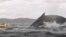 A humpback whale engulfs kayaker Adrian Simancas off Chilean Patagonia before releasing him unharmed, Feb. 8, 2025. Dell Simancas, the kayaker's father, captured the moment on camera. (Dell Simancas via AP) 