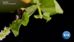 Bees With Circuit Board Backpacks Inform Researchers