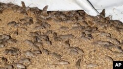 Mice scurry around stored grain on a farm near Tottenham, Australia on May 19, 2021. (AP Photo/Rick Rycroft)