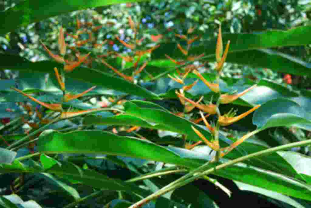 گلهای کاستاریکا / عکاس: بهروز نیکذات