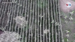 Seis provincias ecuatorianas golpeadas por caída de ceniza volcánica