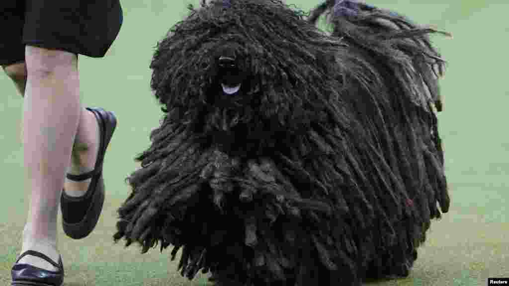 'پلی' نسل کا کتا جس کا نام 'اسپیٹزل' ہے۔ اسے مقابلے کے لیے دوسرے کتوں سے ریس لگانا پڑی۔