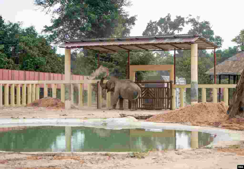 ​​​​ដំរី​ឈ្មោះ​កាវ៉ាន​ (Kaavan) ដែល​ត្រូវ​បាន​គេស្គាល់ថា​ជាដំរី​ឯកោ​ បាន​ចាប់ផ្តើម​សម្រប​ខ្លួន​ទៅនឹង​ស្ថានភាព​រស់នៅ​ នៅ​ដែន​ជម្រក​សត្វព្រៃ​នៅ​កម្ពុជា​ ខេត្ត​ឧត្តរមានជ័យ​ នៅ​ថ្ងៃទី​០១ ខែធ្នូ​ ឆ្នាំ​២០២០។ (ខាន់ សុគុំមនោ/VOA)