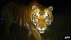 A Royal Bengal tiger walks in Bardiya National Park in southern Nepal, March 1, 2013. 