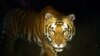 Conservationists Excited by Tiger Population Rise in Nepal