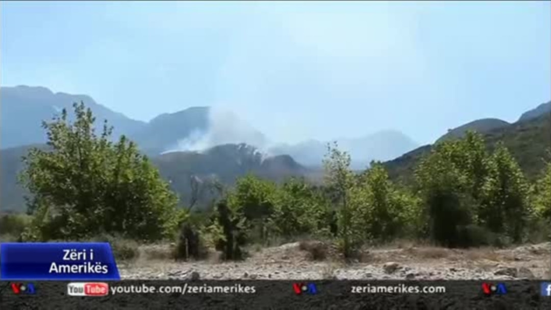 Billedresultat for Reforma në shërbimin pyjor shqiptar