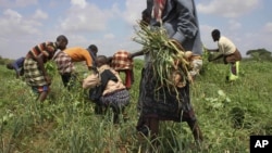 Residents harvest crops at a community-run farm, which receives assistance by the United Nations Food and Agriculture Organization (FAO), near Dolo in Somalia. Nov. 21, 2011