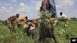 Les habitants s'activent à récolter dans les champs d'une ferme communautaire qui reçoit l'assistance de l'Organisation des Nations unies pour l'agriculture et l'alimentation (FAO), à Dolo, Somalie, le 21 novembre 2011.