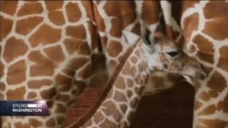 VIDEO: Mladunče žirafe rođeno u zoološkom vrtu u Dalasu