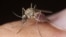 Only a handful of the 3,500 species of mosquito feeds on human blood.