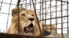 Seekor singa di Belanda menjalani vasektomi pada Kamis (11/3) setelah pihak kebun binatang memutuskan raja hutan itu sudah punya cukup banyak anak. (Foto: AFP/Gent Shkullaku)