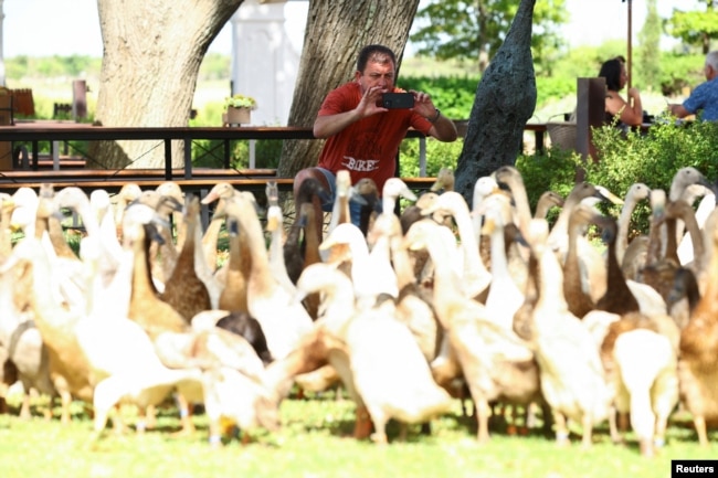 A visitor photographs a flock of Indian Runner ducks, which assist as natural pest-control, in place of pesticides, by eating all the snails and bugs, during their daily patrol around the Vergenoegd Wine Estate, in Stellenbosch, in Cape Town, South Africa, January 11, 2023. (REUTERS/Esa Alexander)