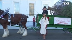 第一夫人梅拉尼娅·特朗普在白宫迎接圣诞树