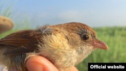 Jerdon Babbler (Foto: Wildlife Conservation Society)
