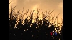 美国中西部农民担忧EPA乙醇标准变化