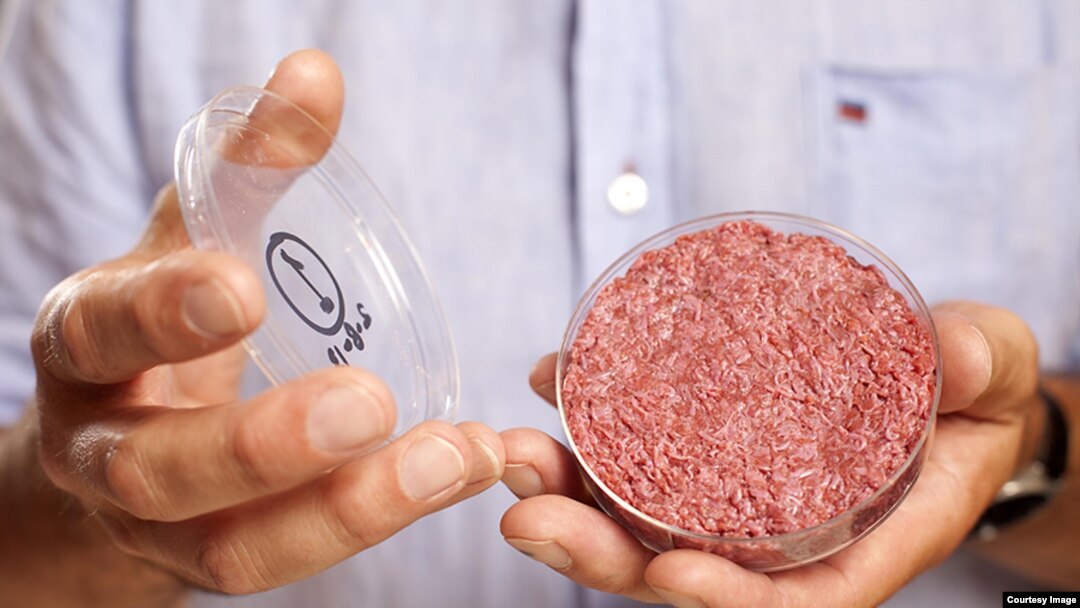 Profesor Mark Post dari Universitas Maastricht, Belanda meluncurkan daging burger pertama yang dikembangkan di laboratorium dalam sebuah acara di London (Foto: David Parry/PA)