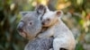 New Koala App Helps Protect One of Australia’s Most Famous Animals