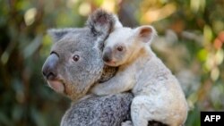 This undated handout from the Australia Zoo received on August 22, 2017 shows a white koala joey on her mother Tia at the Australia Zoo on Queensland's Sunshine Coast.