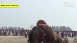 Les combats de chameaux, une tradition qui persiste au Pakistan