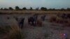 Au Bénin, le parc de la Pendjari se rêve en sanctuaire pour les éléphants d'Afrique de l'Ouest