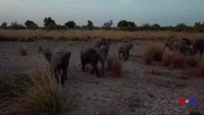 Des Elephants A Collier Contre Les Braconniers Au Gabon