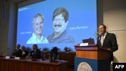 Nobel Committee Secretary-General Thomas Perlmann speaks to the media in front of a picture of this year's laureates in physiology or medicine, Victor Ambros and Gary Ruvkum, at the Karolinska Institute in Stockholm, Oct. 7, 2024. 