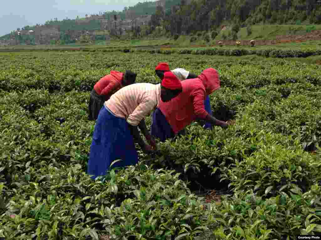Rwanda Child Labor 