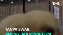 Anjing Mampu Deteksi COVID-19