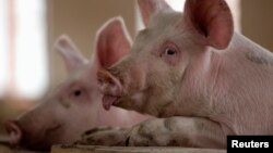 FILE - Pigs at a farm on the outskirts of Kunming, capital of southwest China's Yunnan province, Nov. 30, 2011. Reeling from rising feed costs in Beijing’s tariff fight with U.S. President Donald Trump, Chinese pig farmers face a new blow from an outbreak of African swine fever.