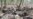 Cameroon Military to Hunt Down Elephant Poachers
