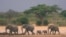 Zimbabwe Dying Elephants
