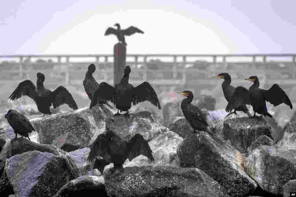 Cormorants sit on stones at the Baltic Sea in Niendorf, northern, Germany.