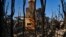 Burned trees surround a destroyed home leaving only the fireplace in Point Dume in Malibu, California, Nov. 11, 2018. 