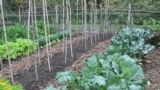 Gardening Fall Veggies