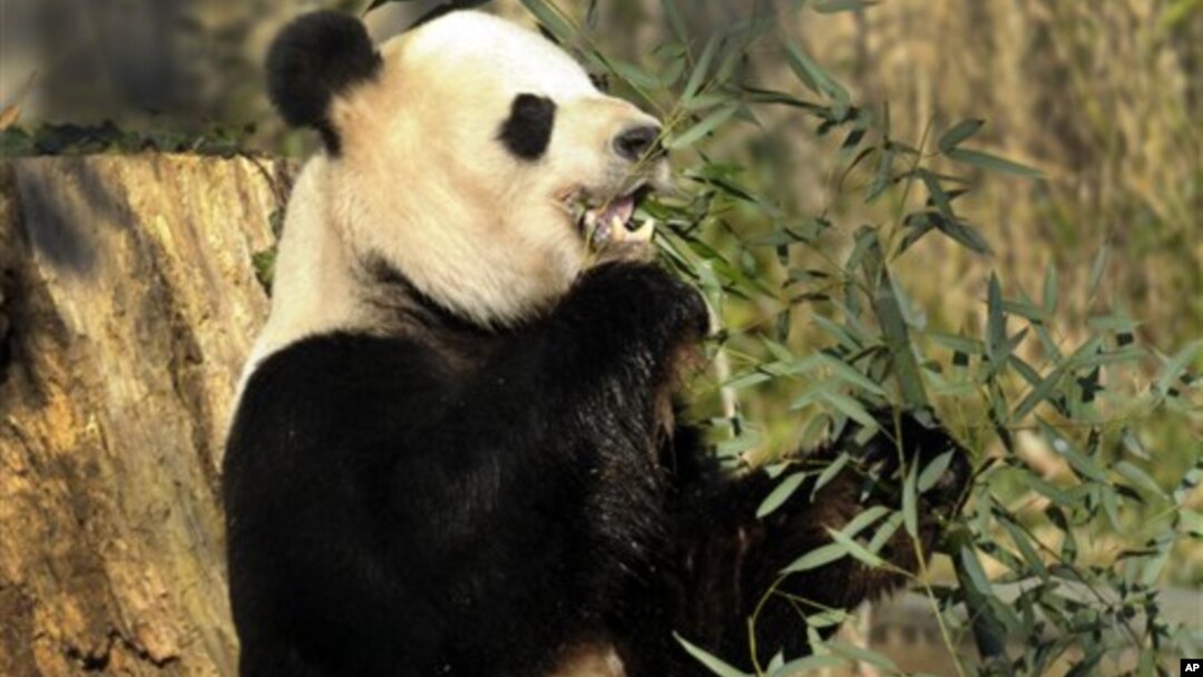 Tian Tian es uno de los pandas que vive en el Zoológico Nacional del Smithsonian en Washington.