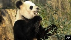 Tian Tian es uno de los pandas que vive en el Zoológico Nacional del Smithsonian en Washington.