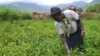 Kenya's Herders Swap Livestock for Chilies as Drought Bites