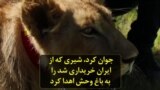 جوان کرد، شیری که از ایران خریداری شد را به باغ وحش اهدا کرد