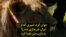 جوان کرد، شیری که از  ایران خریداری شد را  به باغ وحش اهدا کرد